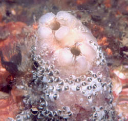 An ascidian from the Atlantic Ocean, Styela plicata. Photo by Tito Monteiro da Cruz Lotufo